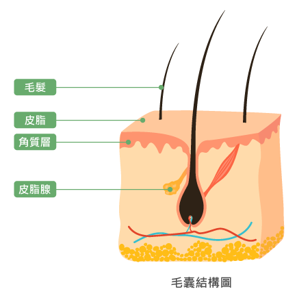 毛囊結構圖-水分子健髮原理