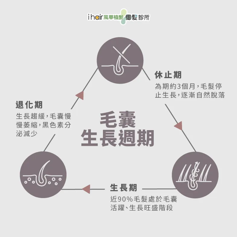 毛囊生長週期-植髮會掉髮嗎