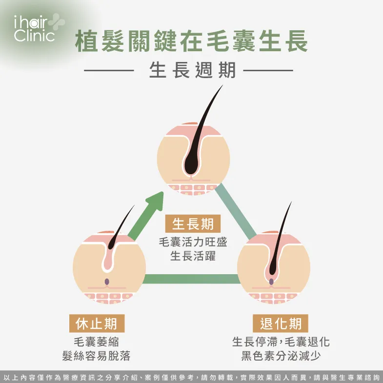 毛髮生長週期-植髮好嗎